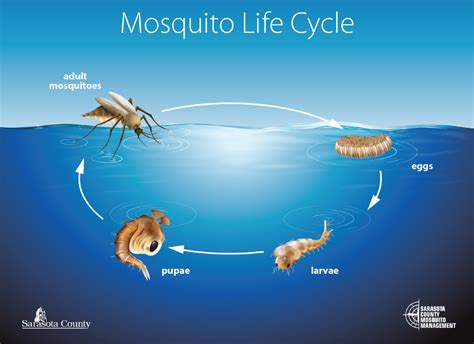 Mosquito Biology Sarasota County Fl
