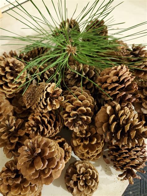 Bulk Pine Cones From Montana Ponderosa Pine Cones Etsy