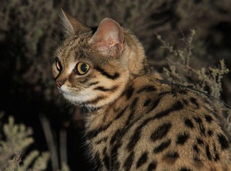Give Generously To The Tiny Wild Cats International Society For Endangered Cats Isec Canada