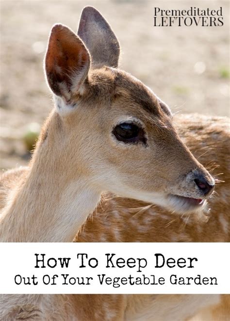 They've seen us weep over the death of our goldfish and laugh so hard 4. How to Keep Deer Out of Your Vegetable Garden