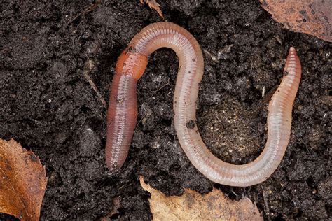 Watch Your Step Invasive Jumping Worms Are Spreading In Illinois