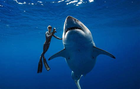 Great White Shark Safety Boattest