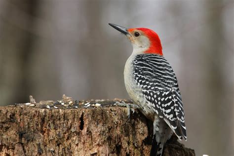 Red Bellied Woodpecker Orange County Audubon Society