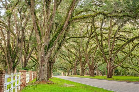 Live Oak Plantation Road In Tallahassee Has Large Oak Trees