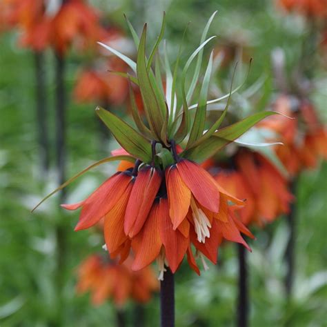 Fritillaria Imperialis Rubra Crown Imperial Ideal Gardens Orange