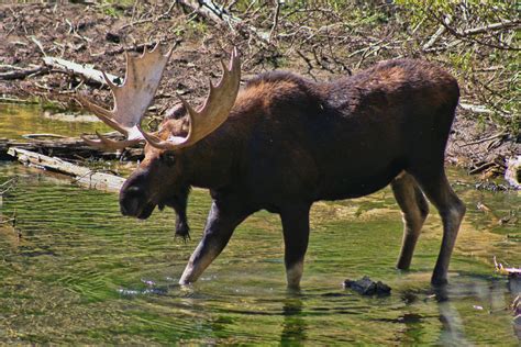 Moose In Cascade Canyon Wild Moose Seen In Cascade Canyon Flickr