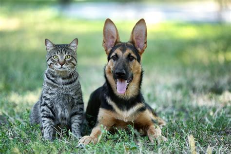 Which Cost More — Cats Or Dogs And How To Save On Both Money Talks