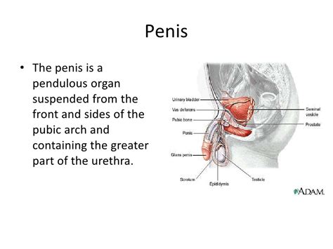 Male Reproductive System