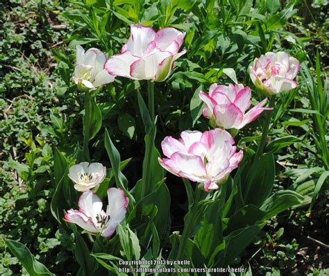 Photo Of The Entire Plant Of Tulip Tulipa Belicia Posted By Chelle
