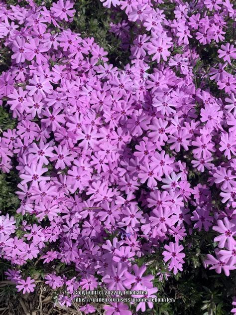 Photo Of The Entire Plant Of Creeping Phlox Phlox Subulata Posted By