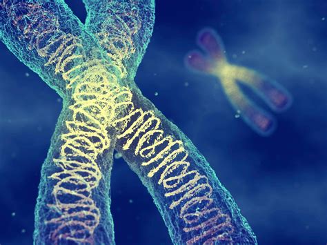 Landmark Achievement For Genomics Researchers First Complete Assembly Of Human X Chromosome