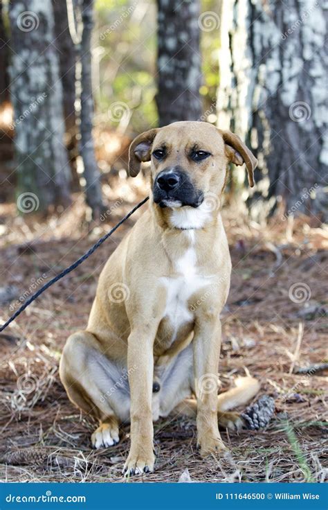 Hound Cur Mixed Breed Dog With Black Muzzle Sitting Stock Photo Image