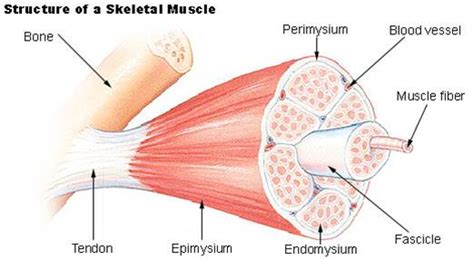 Label plant cell teaching resources. Hypertrophy: The art of packing on muscle: Hypertrophy ...