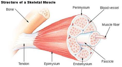 Click on the labels below to find out more about your muscles. Hypertrophy: The art of packing on muscle: Hypertrophy ...