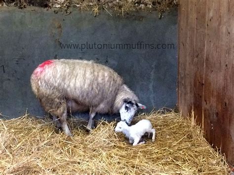Meet The Triplets Baby Sheep Time Plutonium Muffins