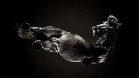 Photographing Horses From Ten Feet Underground Fstoppers Interviews
