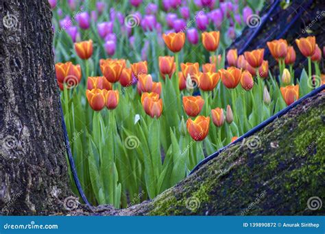 Multicolored Tulips In The Flower Garden Stock Photo Image Of Bouquet