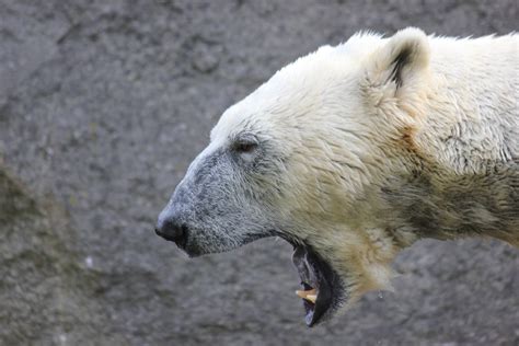 Free Images Wildlife Mammal Close Fauna Polar Bear White Bear