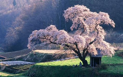 Japanese Sakura Trees Wallpapers Top Free Japanese Sakura Trees