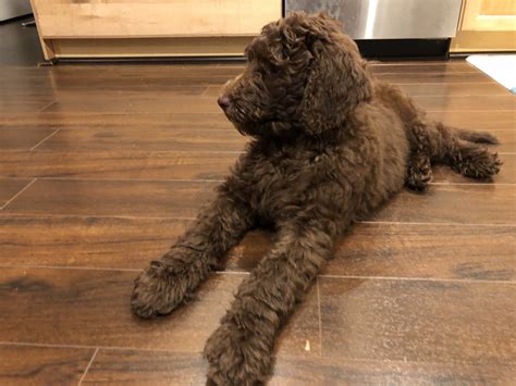 Labradoodle puppies mum kc reg working black labrador dad cream chocolate merle goldendoodle both parents full health tested pups will be ready for new forever homes around. Labradoodle Puppies For Sale | Coconut Creek, FL #300474
