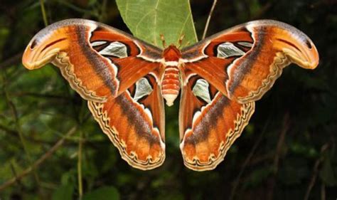 Top 10 Facts About Moths Uk