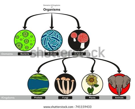Domain Kingdoms Organisms Classification Chart Infographic Stock Illustration 741159433