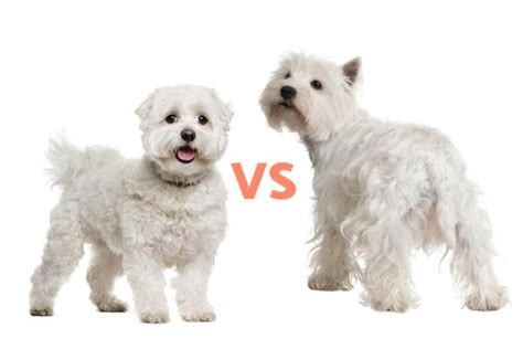 Differences Between The West Highland White Terrier And The Maltese Dog