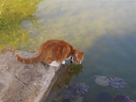 General japanese names for male & female cats. Orange cat drinking pond water | Cute animals, Cat ...