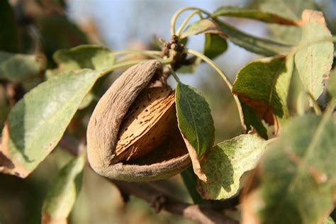 Almond Tree Guide How To Plant And Grow