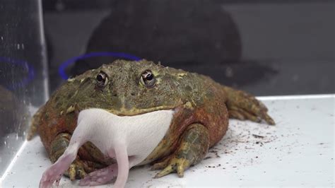 Pixie Frog Applies Pressure Warning Live Feeding Youtube