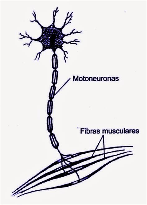 Estructura Del Aparato Neuro Muscular