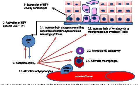 Erythema Multiforme A Review Of Epidemiology Pathogenesis Clinical
