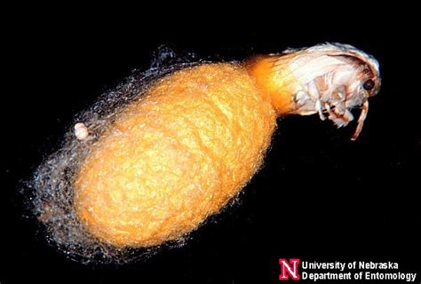 نتيجة مباراة تشيلسي وليستر سيتي اليوم 19 / 1 الدوري الانجليزي. دورة حيـــاة الحشـــرات والطفيليــات والفيروســـات ...