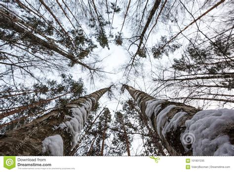 Pine Forest In The Suburbs Of Moscow Look Up Stock Image Image Of