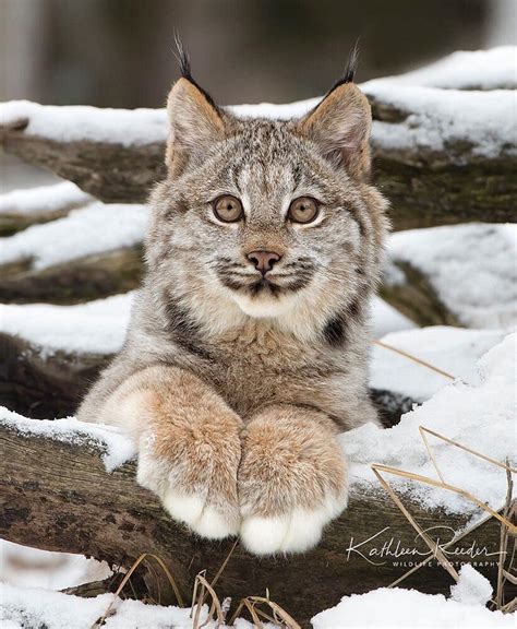 Fluffy Canadian Lynx Cub In The Snow R Aww
