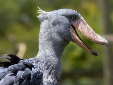 Top 10 Birds With Amazing Beaks The Mysterious World
