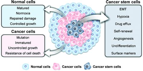 Cancer Stem Cell Targeted Bio Imaging And Chemotherapeutic Perspective