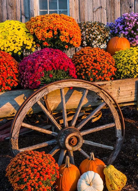 Fall Scene With Colorful Mums And Pumpkins In Old Wagon