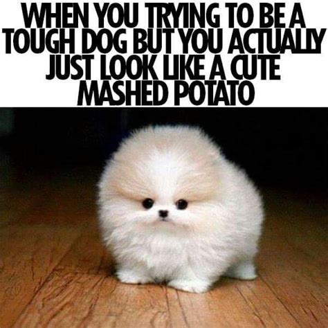 A Cute Mashed Potato Hahaha Funny Animal Pictures