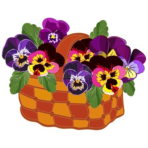 Bouquet Of Multi Colored Pansies In A Wicker Basket On A White