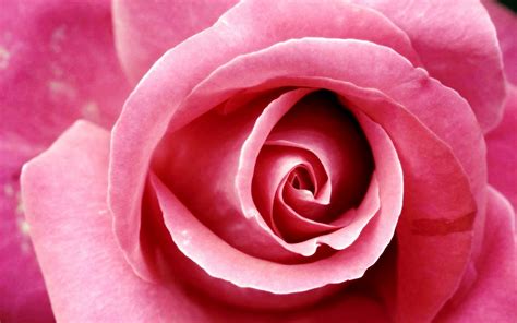 Pink Roses Beautiful Windows 7 Theme Free Download Gratis