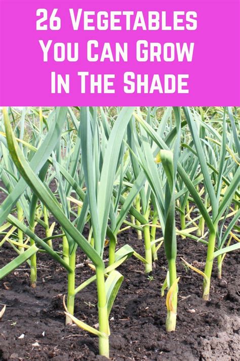 26 Vegetables To Grow In The Shade Growing Vegetables Home Vegetable