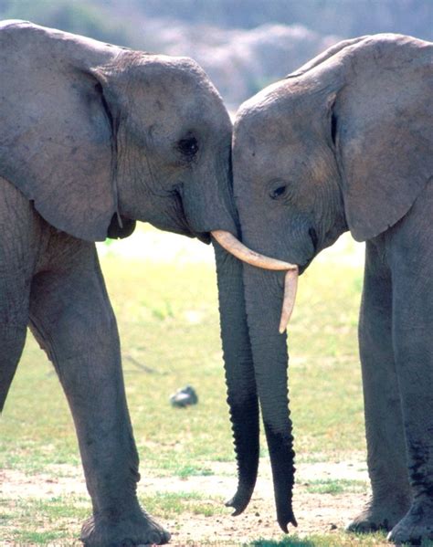 Pin By Diane Hargraves On Love This Elephant Love Elephant Animals