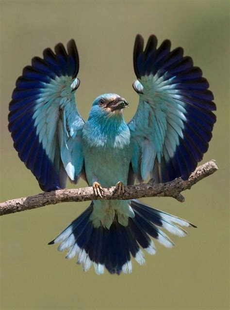 572 Best Blue Colored Birds Images On Pinterest Beautiful Birds