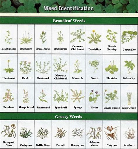 81 Best Id Charts Images On Pinterest Bees Farms And Gardening