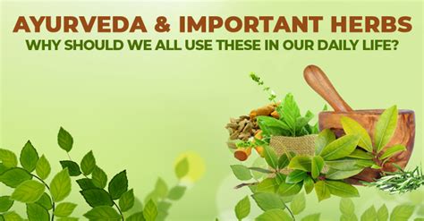 Ayurveda And Important Herbs Why Should We All Use These In Our Daily