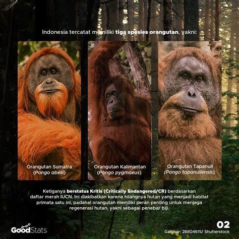 Mengenal 3 Spesies Orang Utan Indonesia Infografik Gnfi
