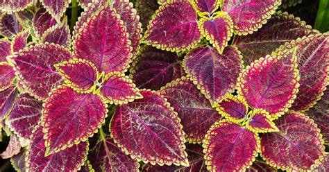 Coleus in seed starter kits are as easy to grow as baking a package cake mix. Coleus Seeds: How To Grow Coleus From Seeds | PlantCareToday