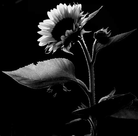 Sunflower Black And White Sunflower Black And White Nature Photos