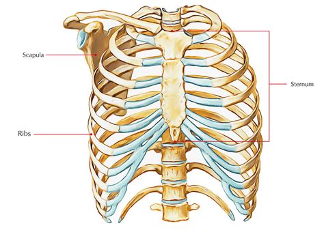 Anatomy Of Ribs And Sternum Thoracic Cage Anatomy And Clinical Notes Kenhub Sternum Is A